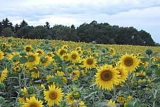 uitzicht op zonnebloemen veld